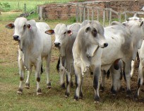 bovino